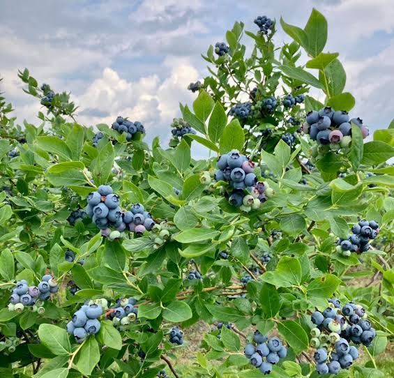 Your Blueberries just got a new color